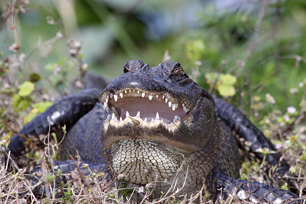 American Alligator © Russ Chantler